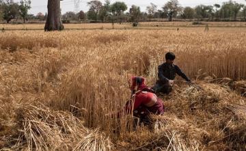 No Impact Of High Temperatures On Wheat Crop Seen So Far: Minister