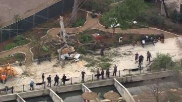 7 guests injured after tree branch fell on them at San Antonio Zoo