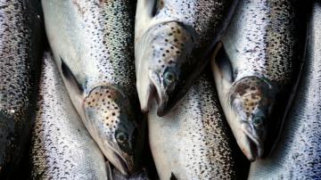Last wild Atlantic salmon can survive Maine dams, feds say