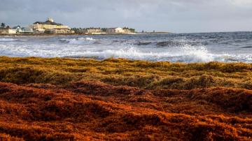 EXPLAINER: Behind big seaweed belt lurking for some beaches