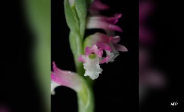 New 'Glass-Like' Orchid Species Discovered In Japan