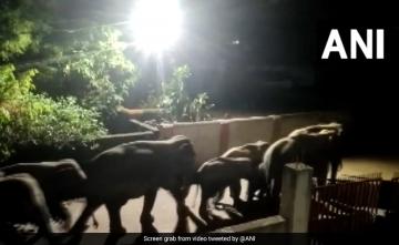 Watch: 12 Elephants Spotted Crossing Residential Area In Odisha