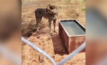 Namibian Cheetah Dies In Madhya Pradesh From Kidney Disease