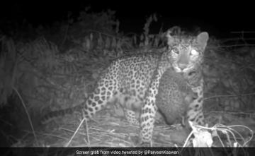 Forest Officer Shares Video Of Mother Leopard Reuniting With Lost Cub