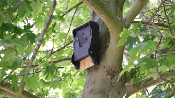 How to Attract Bats to Your Yard (and Why You'd Want To)