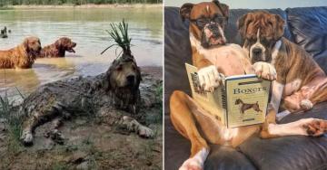 Dog owners unite and laugh (32 Photos)