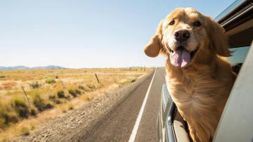 Whether to Turn on the A/C or Roll Down the Windows, According to Science