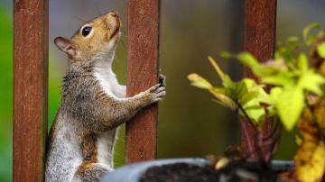 The Best Ways to Keep Squirrels Out of Your Potted Plants