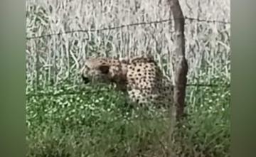 Cheetah Ventures Into Tiger Territory In Madhya Pradesh National Park