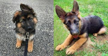 Full-Grown German Shepherds Are Cute, but Have You Seen Them as Puppies?