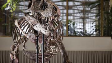 T. rex skeleton expected to fetch millions at Zurich auction