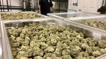 Uneasy marijuana industry seeks broader trade amid vast glut