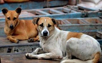 Centre Asks Local Bodies To Enforce New Rules To Check Stray Dog Numbers