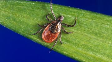 What to know about tick, Lyme season following a mild winter