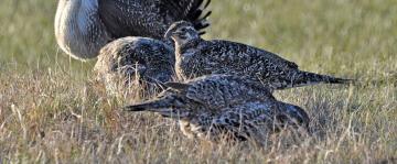 Bi-state sage grouse considered for threatened status, again