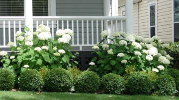 Surround Your House With These Foundation Plants