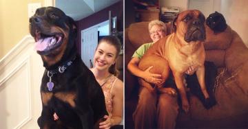 The bigger the dogs, the more love to go around (30 Photos)