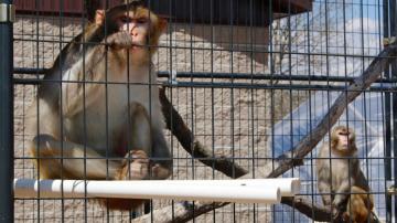 Research monkey shortage undermines US readiness, panel says