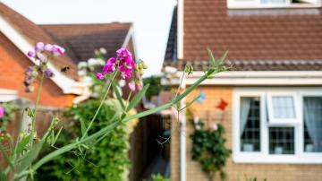 How to Attract Ground-Dwelling Bees to Your Garden (and Why You Should)