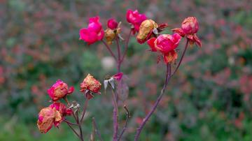 How to Save Wilted Roses in Your Garden