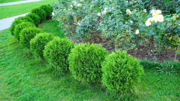 The Difference Between Shrubs and Bushes (and Why It Matters)