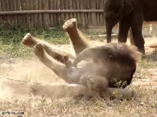 Animals: The Comedians of Nature (15 GIFs)