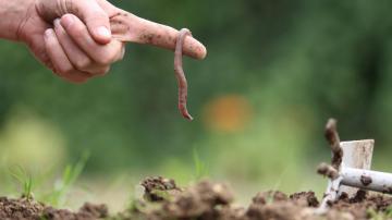 The Best Way to Stop Jumping Worms From Invading Your Garden