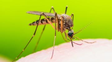 If Mosquitoes Love You, Maybe Switch Soaps