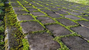 Use Baking Soda to Get Rid of Moss Growing on Your Sidewalk and Driveway
