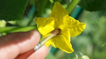 You Should Hand-Pollinate These Fruits and Veggies to Grow More