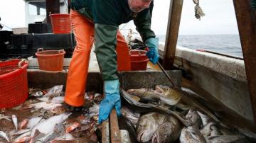Haddock in decline off New England, regulators say