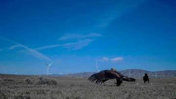 Criminal cases for killing eagles decline as wind turbine dangers grow