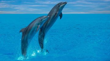 How to Evolve From a ‘Jellyfish’ Parent to a ‘Dolphin’ Parent (and Why You Should)