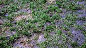 Two Easy Ways to Drain a Waterlogged Lawn