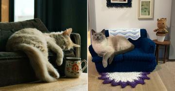 Cats with custom furnishings are living a better life than I could ever dream (27 Photos)