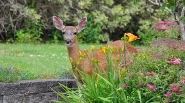 This Is the Only Effective Way to Keep Deer Out of Your Garden