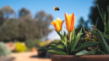 Cover Your Lawn in Flowering Bulbs