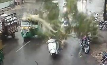 Video: Tree Falls On 3 Men Riding Scooter In Rajasthan