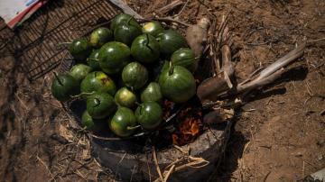 Gaza Strip's Palestinians polarized by unorthodox watermelon delicacy