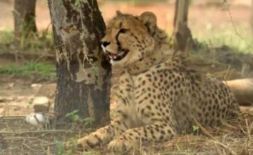 "We Take Responsibility": Environment Minister On Cheetah Deaths