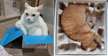 Cat traps are hilariously effective (30 Photos)