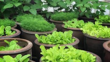 Avoid Planting These Vegetables in Containers