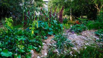How to Grow a Permaculture Food Forest in Your Yard (and Why You Should)