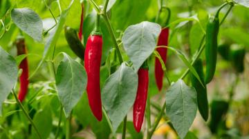 You Should Grow More Interesting Peppers