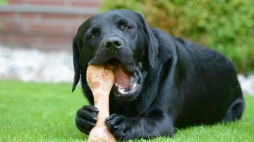 The Kinds of Bones Unsafe for Dogs
