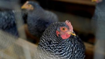 US beefs up campaign to ensure accurate animal welfare claims on meat, poultry packaging