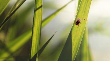 Why There Are So Many Ticks in Your Yard (and What to Do About It)