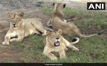What Gujarat Did To Protect Wildlife, Lions Of Gir Ahead Of Cyclone Biparjoy