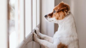 The Best Ways to Pet-Proof Your Home When You Leave Them Alone