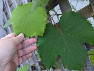 How to Get Free Grape Leaves (and What to Make with Them)